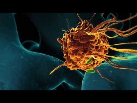 Vidéo: Différence Entre Microphage Et Macrophage