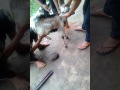 goat vasectomy boka to khasi