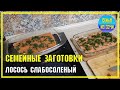 ЛОСОСЬ СЛАБОСОЛЕНЫЙ | Сочинская семья готовит | Кулинарные импровизации