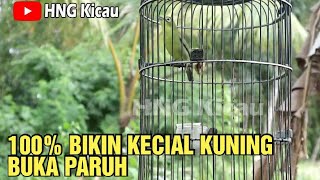 Download Lagu Pasti Ampuh 100% Bikin Kecial Kuning Buka Paruh MP3