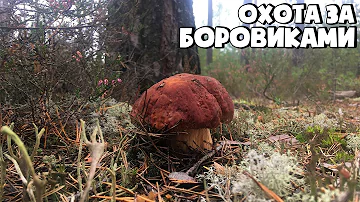 СОБИРАЮ БЕЛЫЕ ГРИБЫ БОРОВИКИ В ЛЕНИНГРАДСКОЙ ОБЛАСТИ