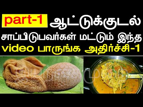 1 கிலோ குடல் இனி கண்டிப்பா சாப்பிடனும் | Non _ Veg Foods Benefits in Tamil | கூடல் குழம்பு |