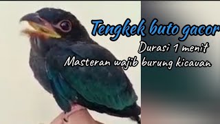 tengkek buto gacor masteran wajib murai batu