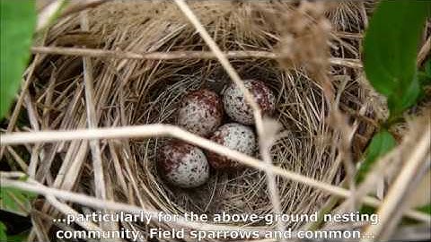 Finer‐scale habitat predicts nest survival in grassland birds more than management and landscape
