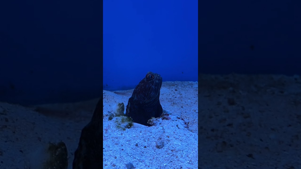 Okinawa aquarium - burroring in the sand - Black Goby fish - loads of personality!