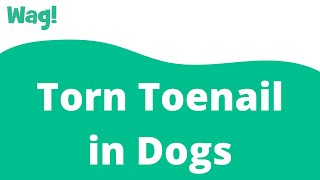 Torn Toenail in Dogs | Wag