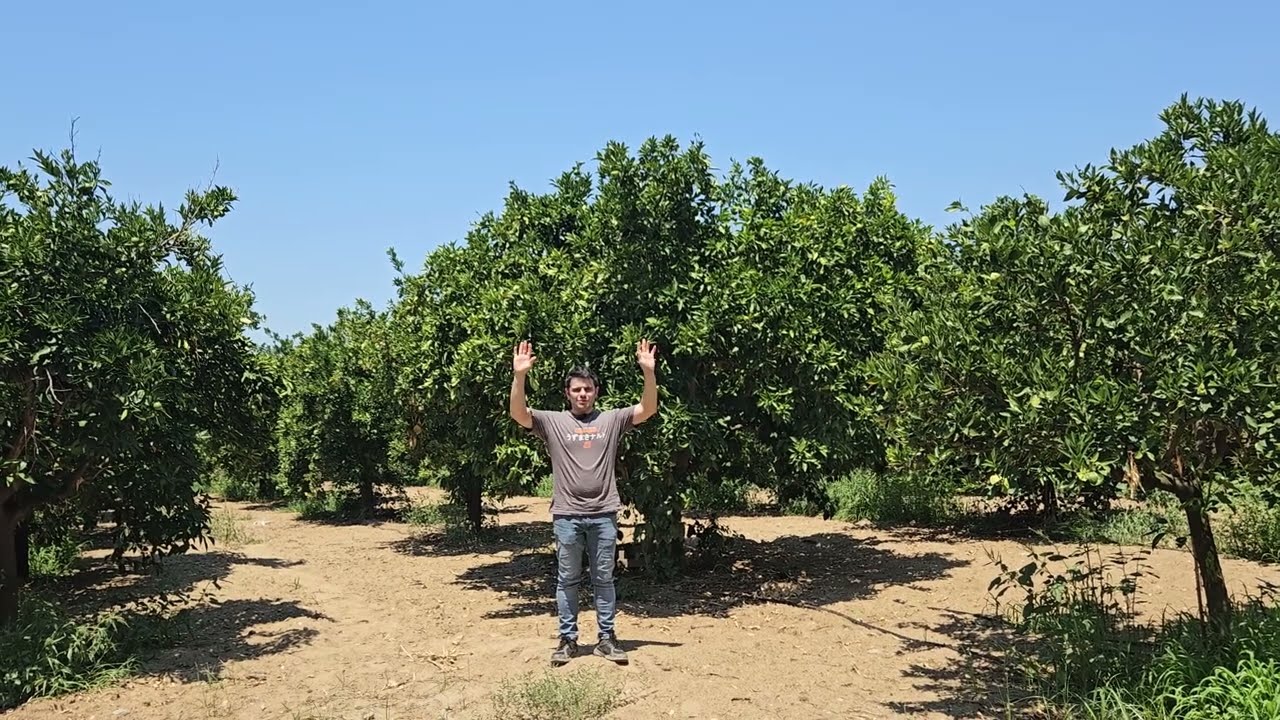 AYDIN KUYUCAK'TA SATILIK PORTAKAL BAHÇESİ 5250 M2 ARAÇ FİYATINA ! YOLA 0  TEL: 0530 656 25 96