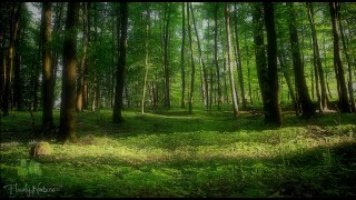 🌳 4K - Relaxing Nature Sounds For Stress Relief, Bird Song, Forest Sounds