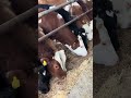 HEY MAHŞALLAH YİYİN GALİİ #shorts #kurbanlık #büyükbaş #hayvancılık #çiftlik #keşfet #viral #keşfet