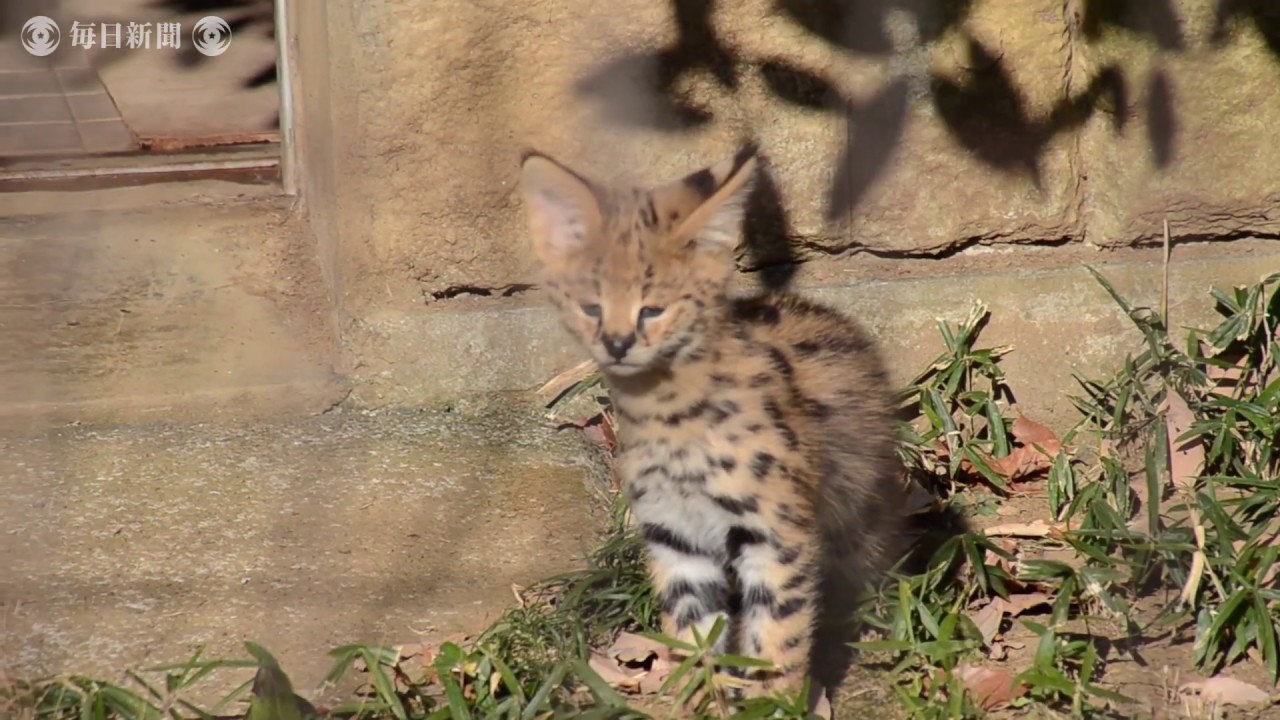 サーバルの赤ちゃん一般公開 多摩動物公園 Youtube