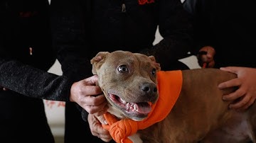 ASPCA Drivers Give the 300,000th Shelter Animal a Ride to a Brighter Future