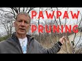 8 examples of how to prune pawpaw trees