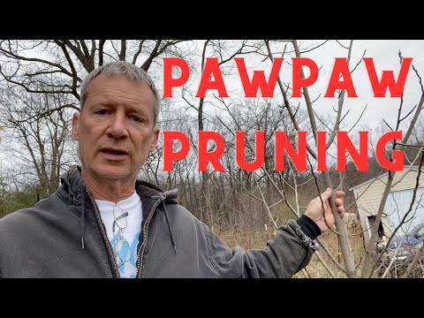 Video: Prořezávání stromů Pawpaw – Tipy pro řezání stromů Pawpaw