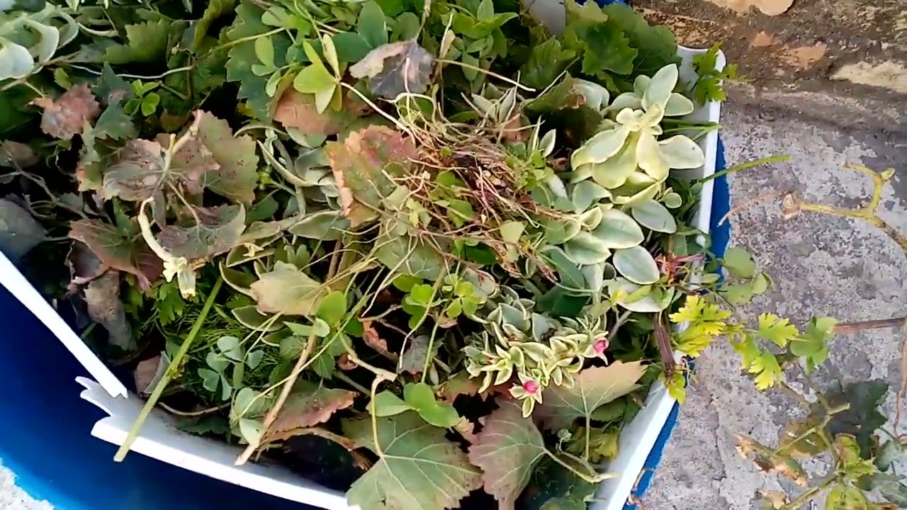 Teras Bahçemdeki güzellikler