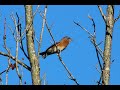 Bird Feeder Livestream | 📍Hoover, AL | 🐦 Chill And Watch Birds