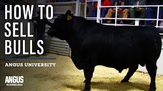 Selling Bulls - Seedstock Marketing Strategies