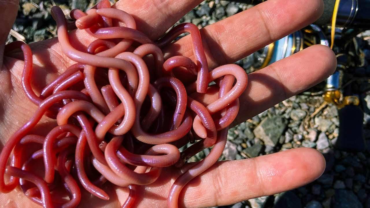 The earthworms were so realistic. I tried fishing with the MMZ and