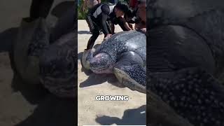 World’s Largest Sea Turtle – The Leatherback #shorts #animals #wildlife