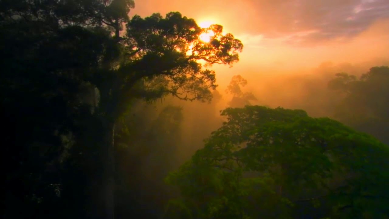 Company Island- Durango : Wild Lands Song