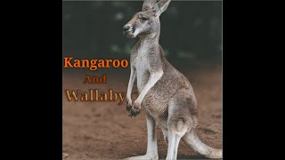 Kangaroo and Wallaby | Comparative Analysis of Kangaroo and Wallaby | A Formal Study by BestBreds 33 views 8 months ago 14 minutes, 6 seconds