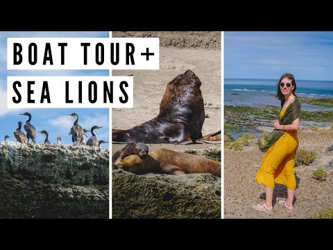 Spotting SEA LIONS in Peninsula Valdes on a Boat Tour | Chubut, Argentina