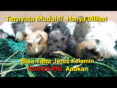 Video: Cara Menentukan Jantina Guinea Pig