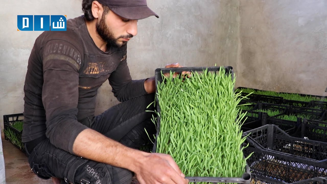 استنبات الشعير .. مشروع فردي يهدف إلى تحويل الشعير المستنبت إلى بديلاً للأعلاف المستوردة