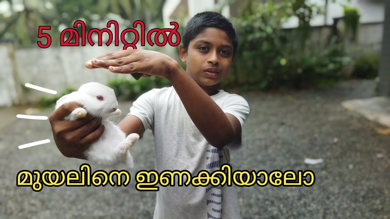 മുയലിനെ ഇണകിയാലോ 5 മിനിട്ട് മതി how to tame rabbit Malayalam bond rabbits YouTube
