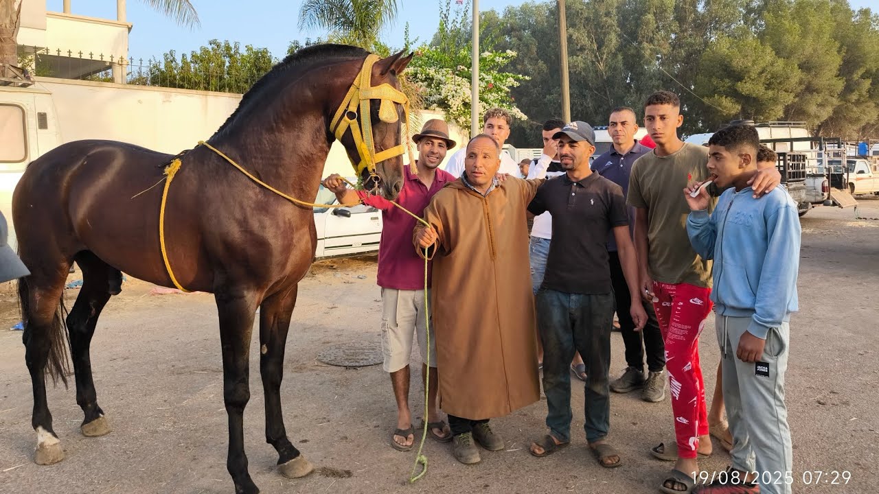 مبلبلة مع خوكم حميد طيكطوك مع با دريس سلطان في ثلاتاء الخميسات قصدوني حباب خديت لهم عود