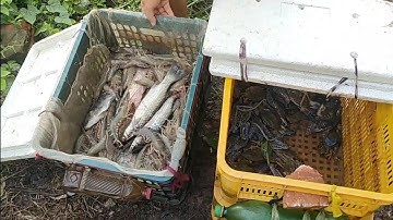 Một buổi sáng đánh bắt hải sản ở mũi Cà Mau. [SâuNa Camping]