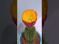 Beautiful cactus flower 🌵