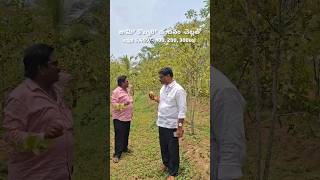 ₹5,499/sqyd Only 😱 Sandalwood Plantation Plots | Best Investment #OpenPlots #RealEstate