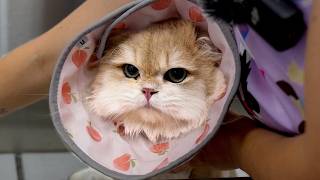 This Cat Brings a Whole New Meaning to the Word Cute 🥹