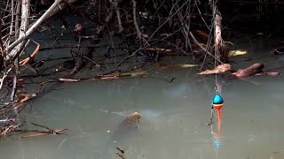 Download Lagu Ganasnya gak ada lawan spot mancing saat baru dibuka #SG-442 MP3 Download Lagu Ganasnya gak ada lawan spot mancing saat baru dibuka #SG-442 MP3