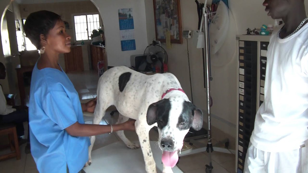 "Micky" 35kg Pregnant, new pink collar, fleas, wound ears! YouTube