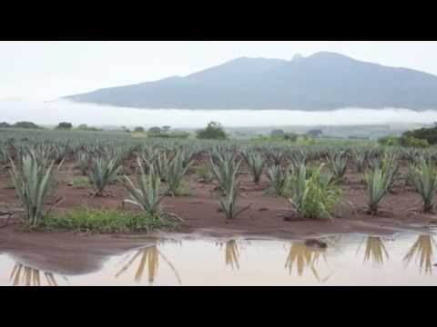 Video: Wanneer Is De Nationale Dag Van Tequila? 5 Manieren Om Tequilaliefhebbers Te Vieren