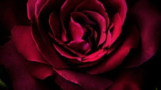 Best 4K Amolded new wallpaper app of 2020||download full hd wallpers screenshot 5