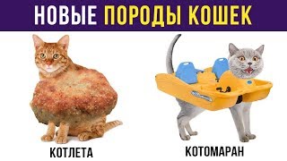 Приколы с животными. НОВЫЕ ПОРОДЫ КОШЕК | Мемозг #114