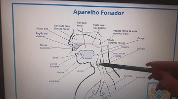 O que determina a divisão do aparelho fonador nas regiões supra Glótica e Subglótica?