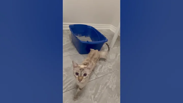 Watch the video about Snow lynx bengal kittens