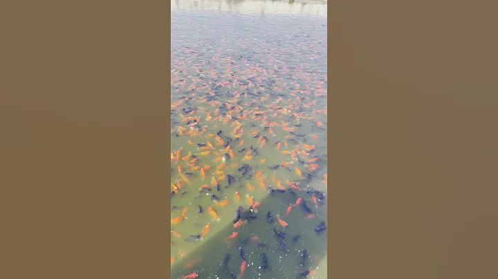 China Farmer Raising Hundreds of Thousands of Fancy Goldfish in a Single Pond!👀