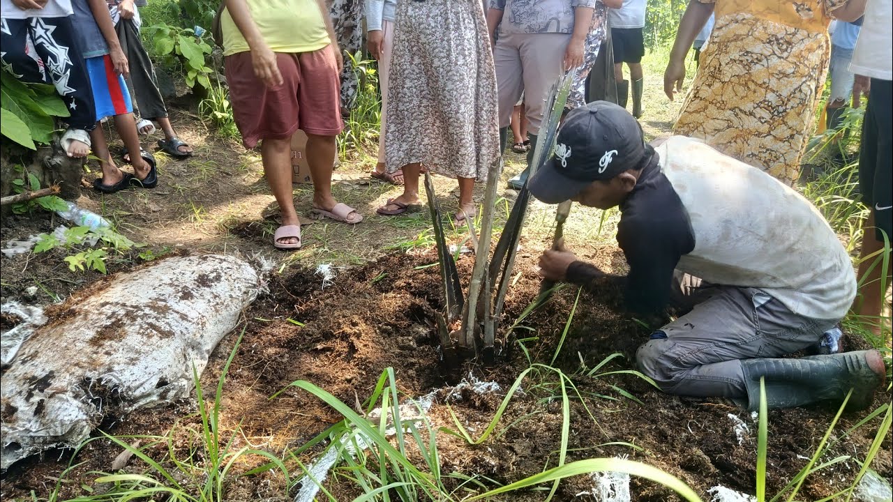 🔴 LIVE - Batas Sabar Warga Habis, Tanaman Sawit di Bukit Cigobang Cirebon Dicabut Ramai-ramai