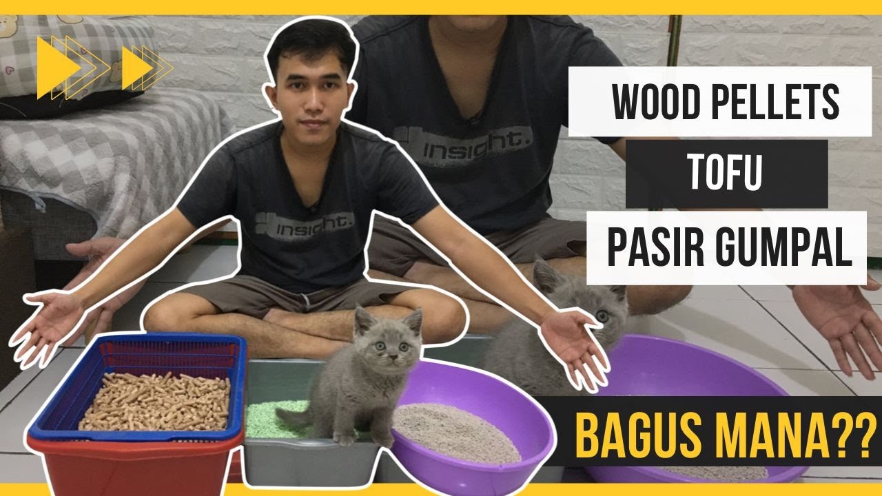 Pasir Gumpal vs Tofu vs Wood Pellet | Ini Dia Yang Paling Recomended