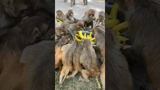 Monkey Feeding The Banana 1544