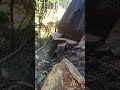 Felling a cedar #fellingatree