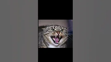Cat Sound Scary Cat Sounds Angry Angry Cat Sounds Shorts Kmsounds 