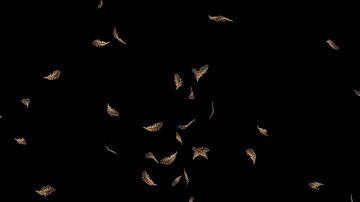 Falling Feather Brown HD Animation