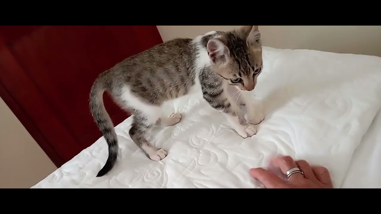 Compañero de la Divinidad del Logos Kristos para que todos nuestros sueños sean felices