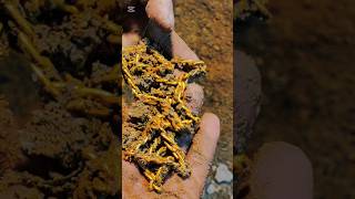 Gold Detector #golddetectors #metaldetecting #treasuresearch #metaldetector #treasuretrove
