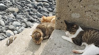 【感動猫動画】猫散歩live